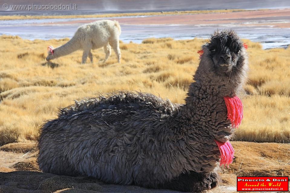 BOLIVIA 2 - Lama alla Laguna Colorada - 8.jpg